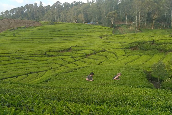 Tangkuban Parahu Volcano North Bandung Private Tour - Floating Market Lembang: one hour for local food