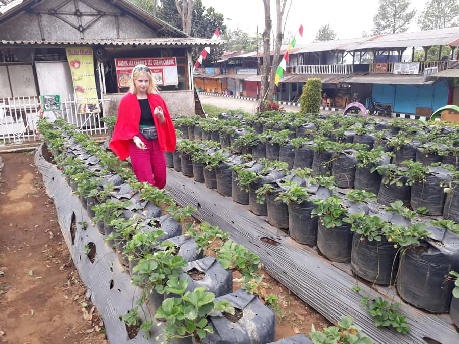 Tangkuban Perahu Crater Tour from Bandung - Strawberry picking near Bandung