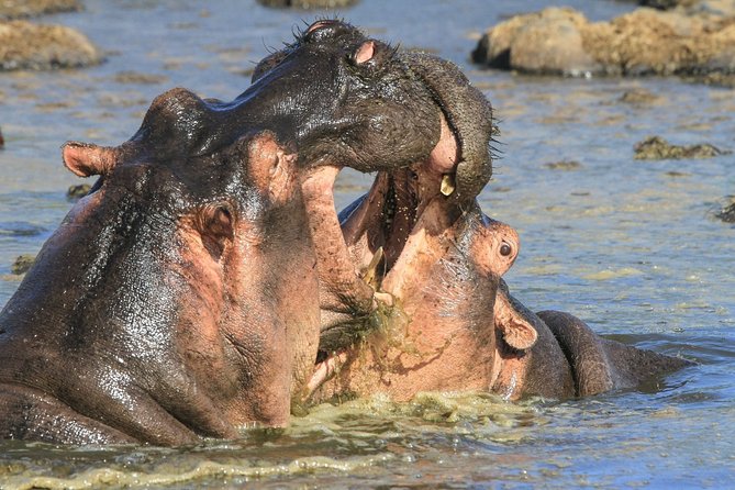 Tanzania Safari 10 Days- Serengeti, Lake Manyara, Ngorongoro Crater. - Sunrise drives and the optional balloon flight