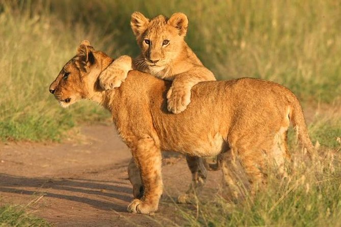 Tanzania Safari 10 Days- Serengeti, Lake Manyara, Ngorongoro Crater. - A full day among Tarangire’s elephants