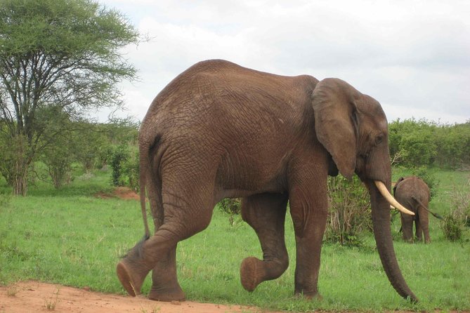 Tanzania Wildlife Safari - Tarangire | Serengeti and Ngorongoro Crater - Five things to know before you book