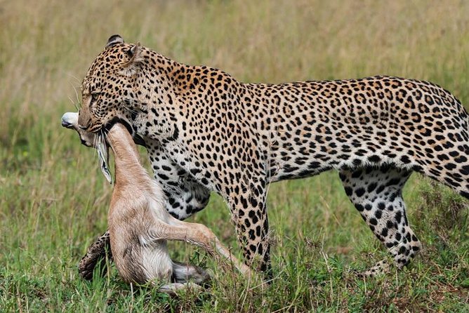 Tanzania Wildlife Safari - Tarangire | Serengeti and Ngorongoro Crater - Why the private format matters