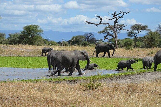 Tanzania Wildlife Safari - Tarangire | Serengeti and Ngorongoro Crater - Is $2,368 per person good value?