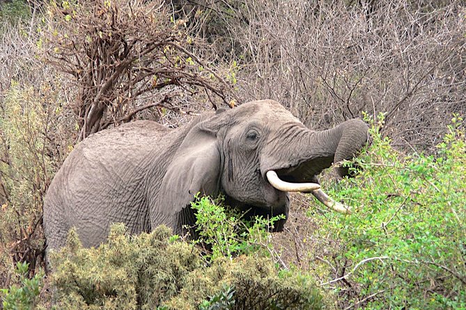 Tarangire -Serengeti & Ngorongoro Crater Budget camping safari - Day 2: Olduvai Gorge and the road to central Serengeti