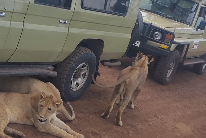 Tarangire -Serengeti & Ngorongoro Crater Budget camping safari - Day 4: Wildlife inside Ngorongoro Crater