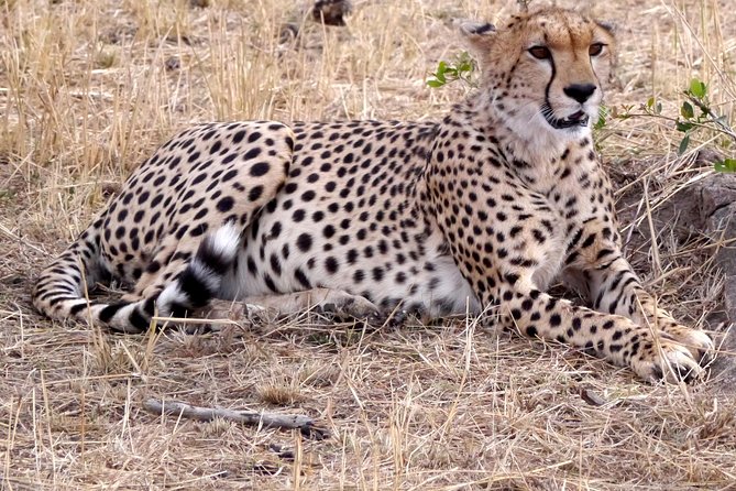 Tarangire -Serengeti & Ngorongoro Crater Budget camping safari - Camping, meals, and the private format