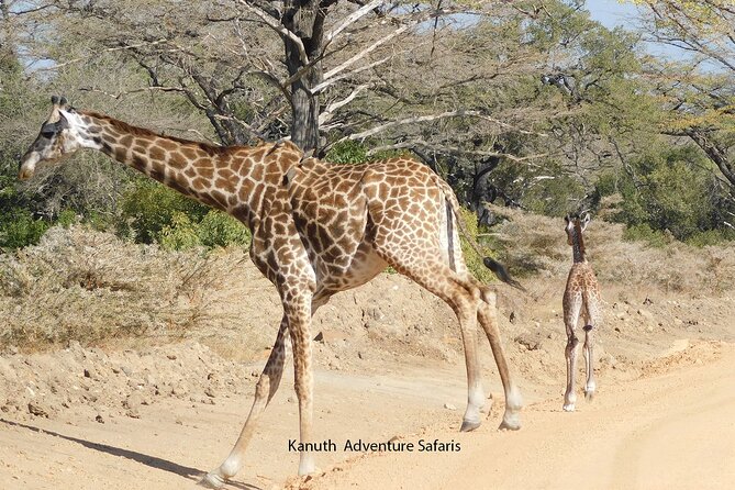 Tarangire -Serengeti & Ngorongoro Crater Budget camping safari - Who will get the most from this safari?