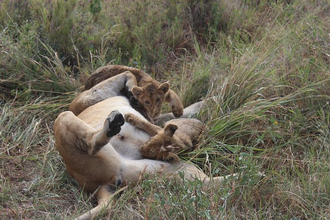 Tarangire -Serengeti & Ngorongoro Crater Budget camping safari - Practical details before you commit