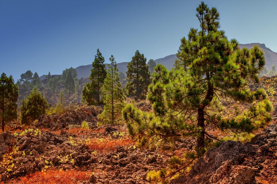 Teide: Guided Sunset & Stargazing Tour by Night with Dinner - Why this nine-hour Teide outing works so well