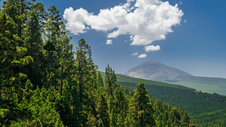 Teide National Park: Landscapes and Viewpoints Private Tour - Is $115 per person good value?