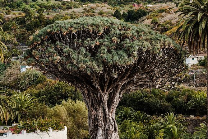 Tenerife Grand Tour: including Teide National Park and Masca - Masca and the road through Teno Rural Park