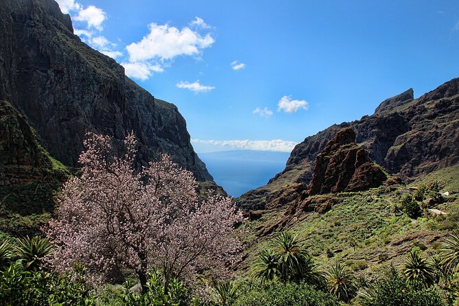 Tenerife Grand Tour: including Teide National Park and Masca - Icod de los Vinos and the Drago Milenario