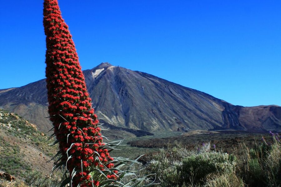 Tenerife: Mount Teide Quad Tour in Tenerife National Park - How the guides shape the experience