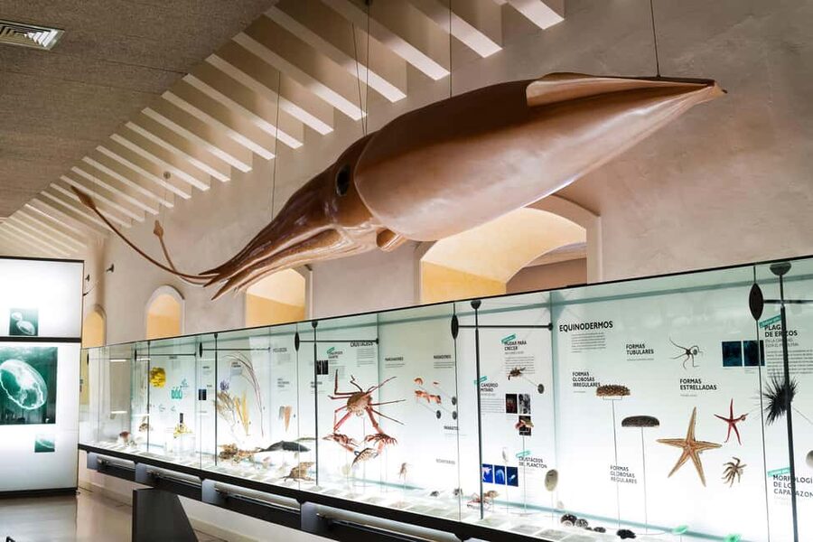 Tenerife: MUNA Museum Admission Ticket and Teide Legend Tour - The Guanche mummies and what they add