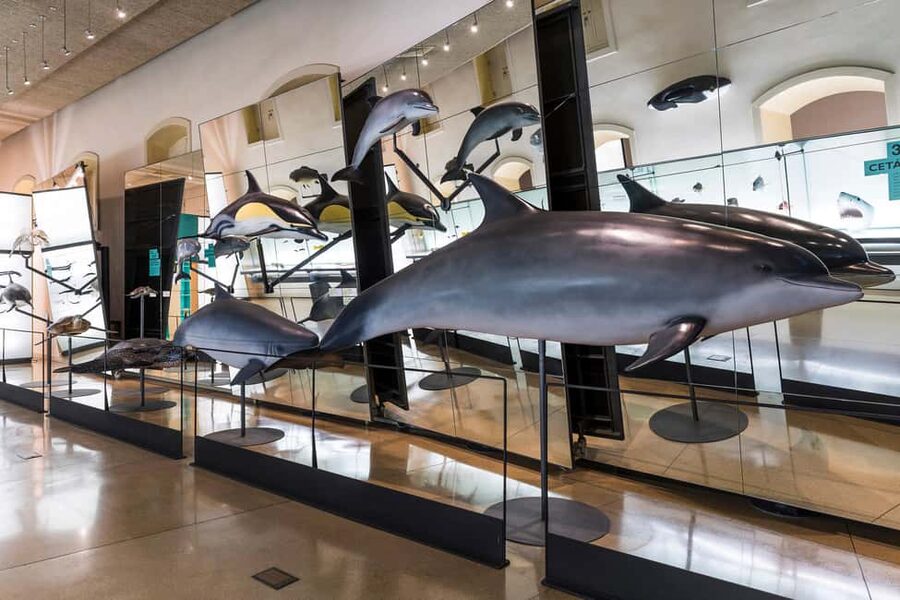 Tenerife: MUNA Museum Admission Ticket and Teide Legend Tour - Price, timing, and real value
