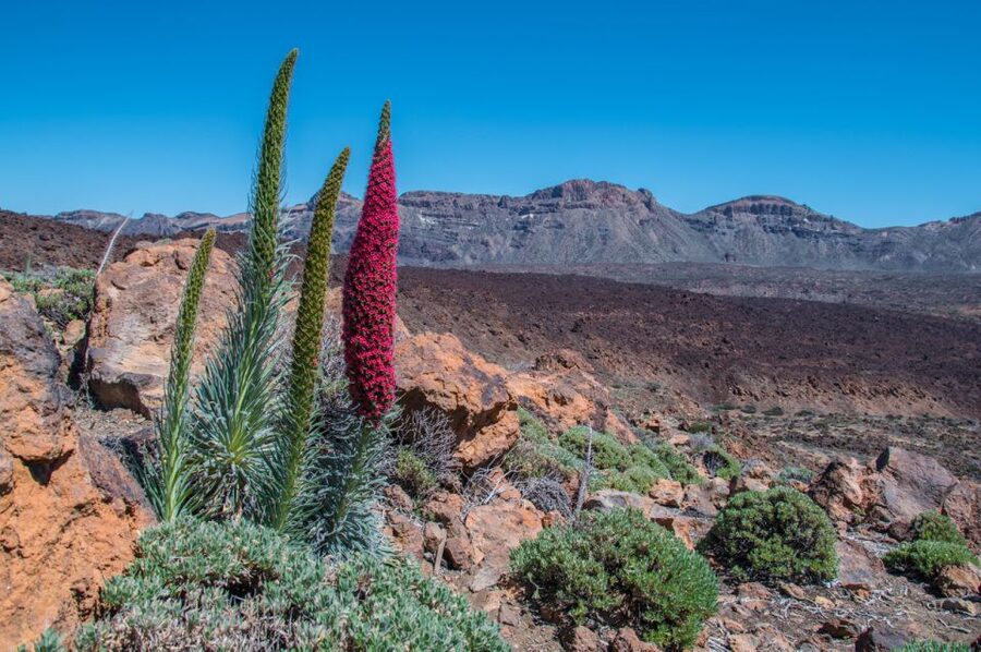 Tenerife: Teide and Las Cañadas Half-Day Tour - Las Cañadas and the volcanic plateau