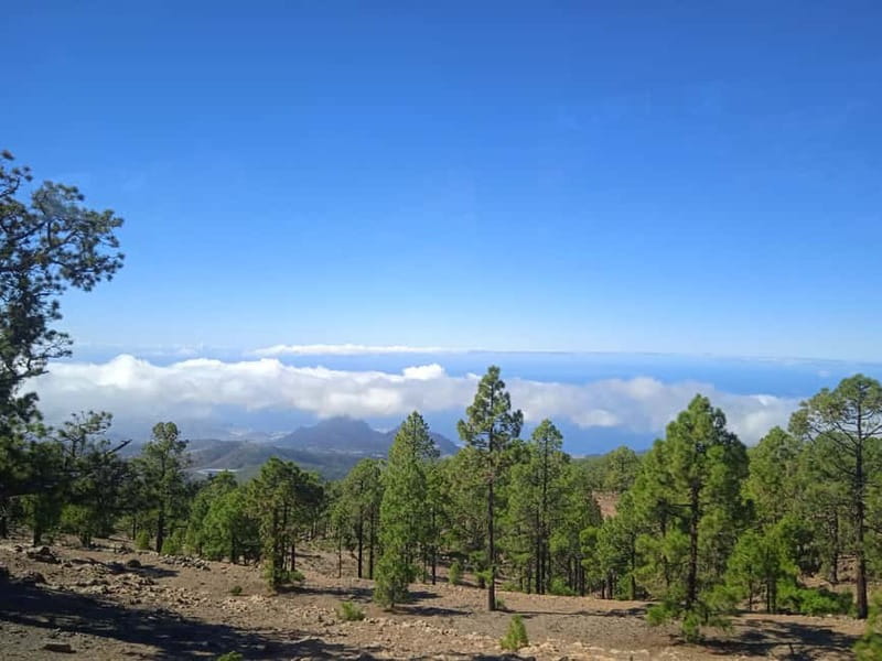 Tenerife: Teide, Icod de los Vinos & Garachico Full Day Tour - The guide and driver can make or break the day