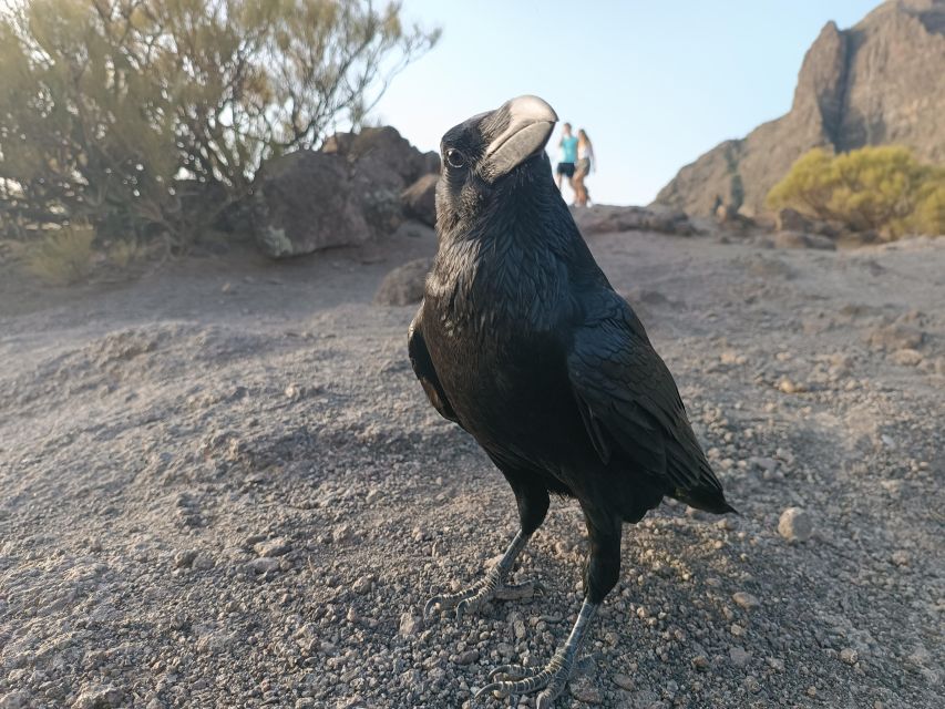 Tenerife: Teide, Masca, Garachico, and Sunset Exclusive Tour - Teide National Park and the volcanic road