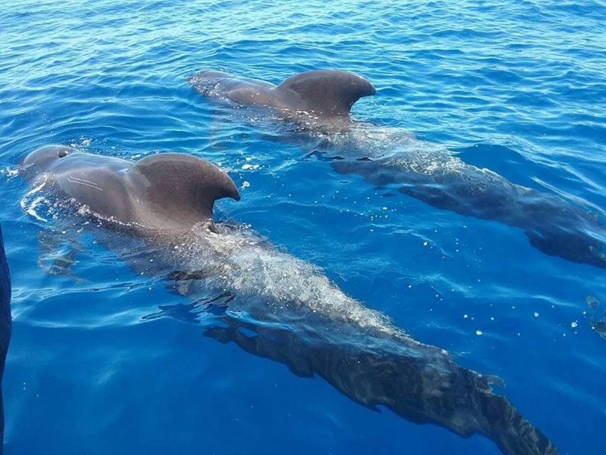 Tenerife: Teide National Park and Dolphins Sailboat Tour - Key points to know before booking