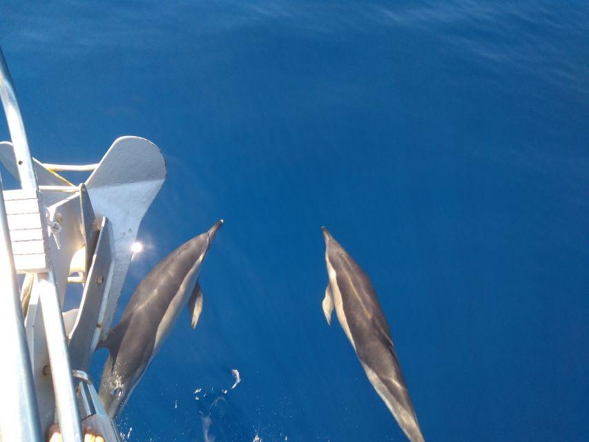 Tenerife: Teide National Park and Dolphins Sailboat Tour - Who will enjoy this tour most