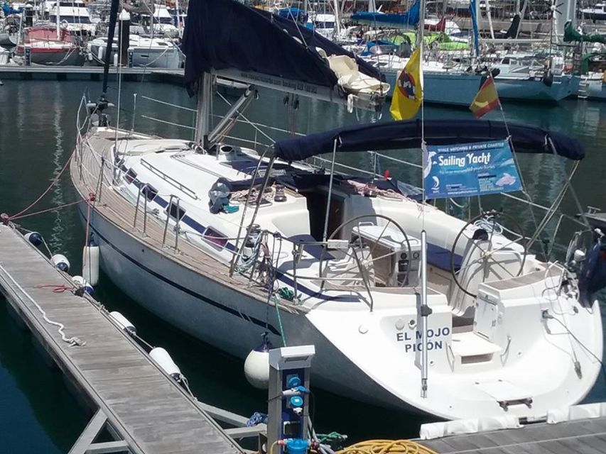 Tenerife: Teide National Park and Dolphins Sailboat Tour - Dolphin and pilot whale watching