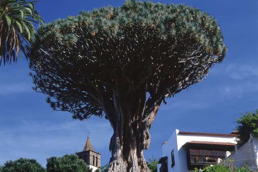 Tenerife: Teide National Park Full-Day Tour with Pickup - Why this Tenerife day trip works