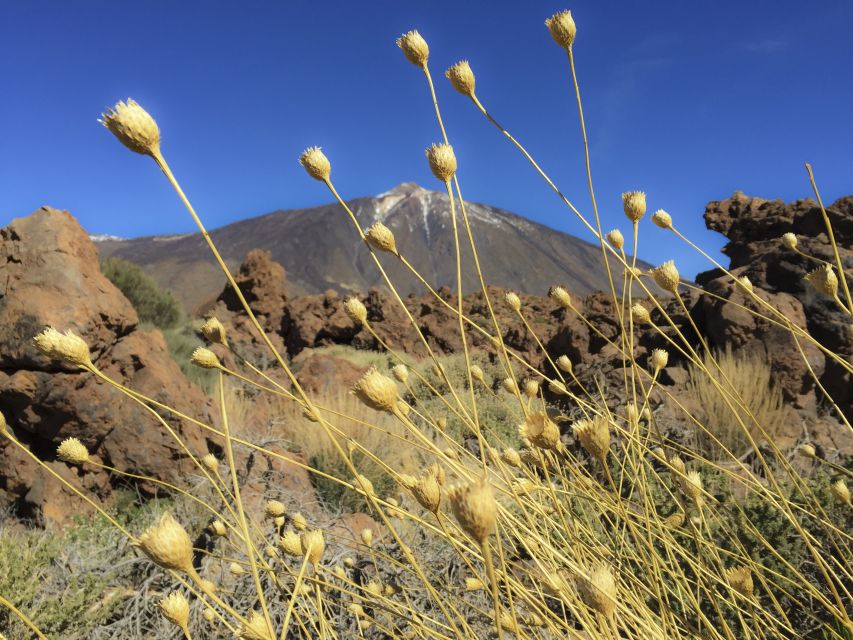 Tenerife: Teide National Park & Teno Rural Park Private Tour - Practical details that affect your day