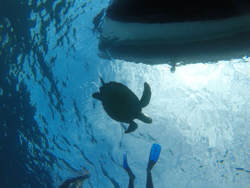 Tenerife: Underwater Lava Tongues Snorkel Excursion - Entering the clear Atlantic water