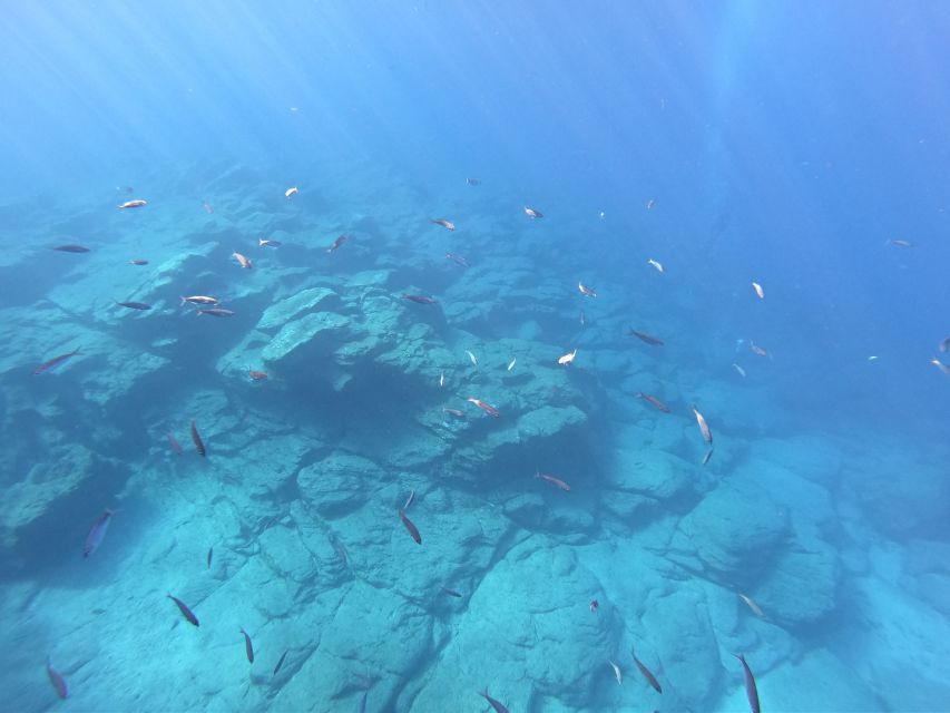 Tenerife: Underwater Lava Tongues Snorkel Excursion - Is $58 a fair price?