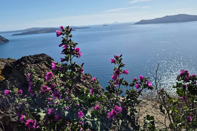 Terroir Santorini – Volcanic Heritage & Wine Experience - Santo Winery and the taste of volcanic soil