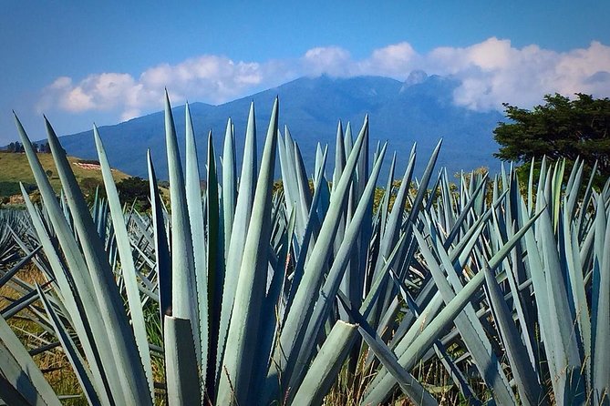 The Fire TOUR - Pyramids, Volcanoes, Agaves & Tequila - Transport, group size, and the long day