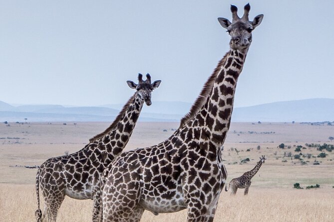 Three Days Ngorongoro crater, Lake Manyara and Taragire National Park (Joining) - Timing, pickup and practical planning