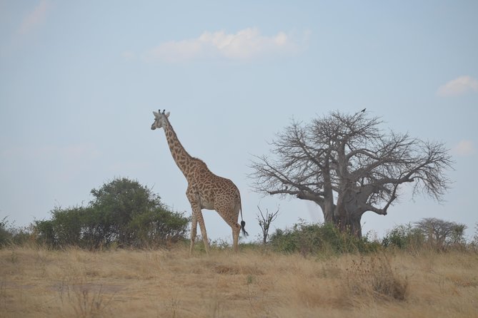 Three Days Ngorongoro crater, Lake Manyara and Taragire National Park (Joining) - Leaving Arusha for Lake Manyara
