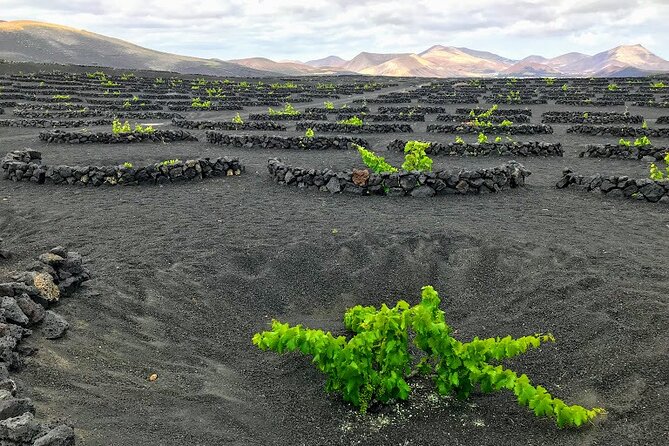Timanfaya & Lanzarote Volcano Experience - Los Hervideros and the power of the sea