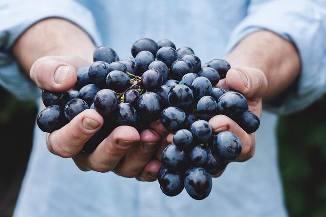 Tour Etna & Wine Tasting - Monti Sartorius: the day’s main walk