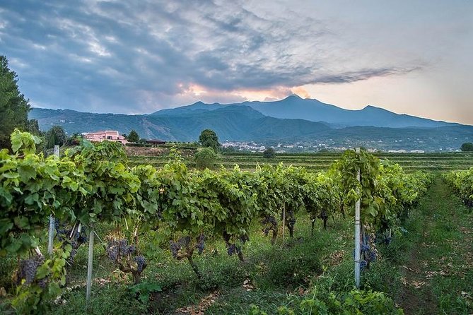 Transportation to Etna Wine Tasting from Messina - Key Points to Know Before Booking
