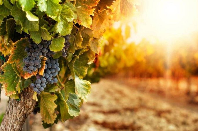 Transportation to Etna Wine Tasting from Messina - Private Transport for Cruise Passengers