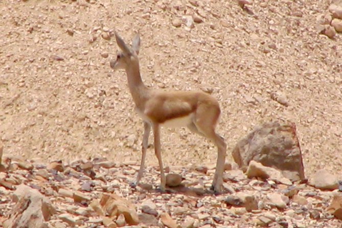 Two hour guided jeep tour in to and around the Ramon crater - What $275 really buys you