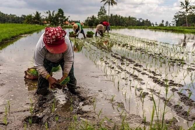 Ubud: Downhill Cycling with Volcano, Rice Terraces, and Meal - A closer look at Balinese home life