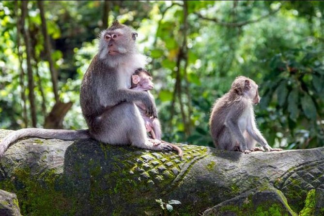 Ubud, Kintamani Volcanos Bali tour - Coffee, spices, and civet coffee at Satria Agrowisata