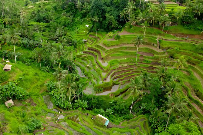 Ubud Village, Waterfall and Kintamani Volcano Tour - Tegalalang shows Bali’s working rice country
