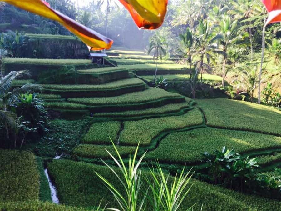Ubud & Volcano Hot Springs Tours - Toya Bungkah hot springs: the day’s best chance to slow down