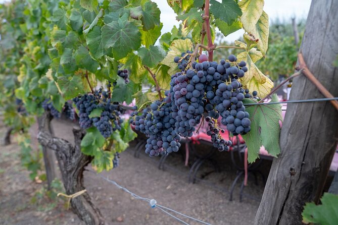 Vesuvius Wine Tasting Experience with Lunch Included - The Antipasto Spread Is a Major Part of the Value