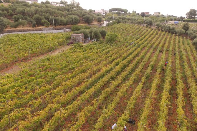Vesuvius wine tasting with company tour - Why Vesuvius soil matters in the glass