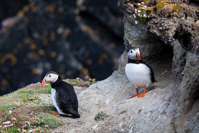 Volcanic Vistas & Puffin Paradise ATV Tour - Why this short Heimaey ATV tour works