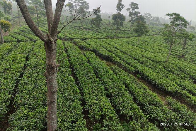 Volcano, Hot Spring, Tea Factory, rice fields and Coffee Tour - Rice Fields and Subang Village Life