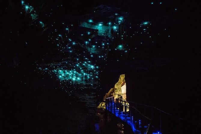 Waitomo Glow Worm Caves & Te Puia - Rotorua's Geothermal Valley - Who should book this experience?