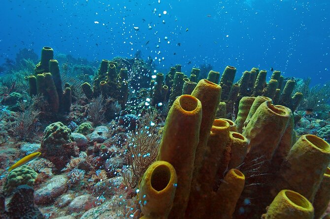 Waitukubuli Volcano Snorkeling - How the $77 price compares