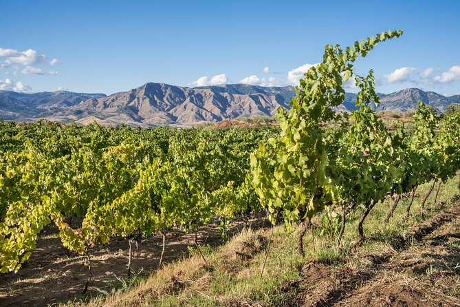 Wine & Food Tasting on Etna's Winery Private Tour - Weather, timing, and practical planning