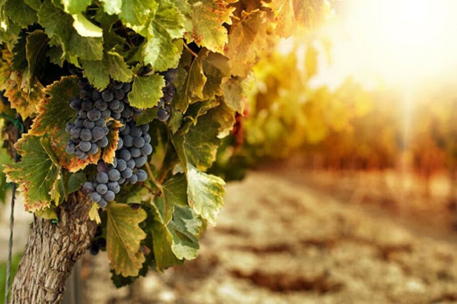 Wine Tasting Experience on the slopes of Vesuvius - Tasting Lacryma Christi DOC at the winery